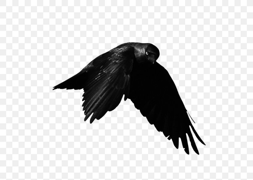 American Crow DeviantArt Bird Artist, PNG, 1024x730px, American Crow, Animal, Art, Artist, Beak Download Free