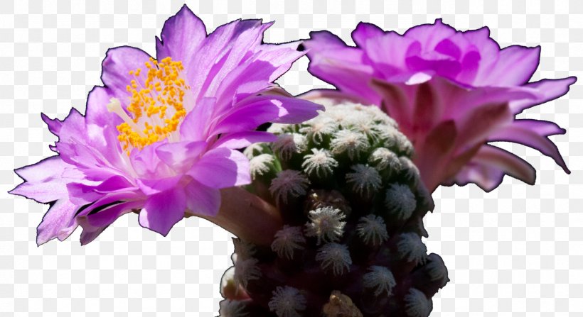 Cactaceae Festa Del Cactus Biodiversity Voluntary Association Cut Flowers, PNG, 1283x700px, Cactaceae, Biodiversity, Cactus, Caryophyllales, Cut Flowers Download Free