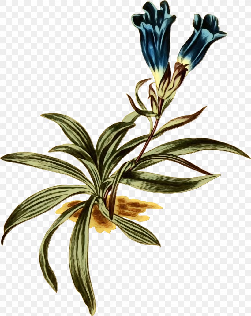 Flower Plant Stem Branching Plants, PNG, 1894x2377px, Watercolor, Branch, Branching, Flower, Gentian Family Download Free
