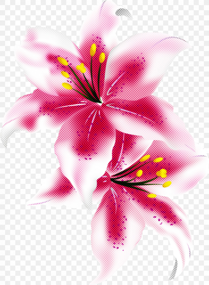 Lily Flower, PNG, 828x1127px, Lily Flower, Cut Flowers, Floral Design, Floral Frame, Flower Download Free