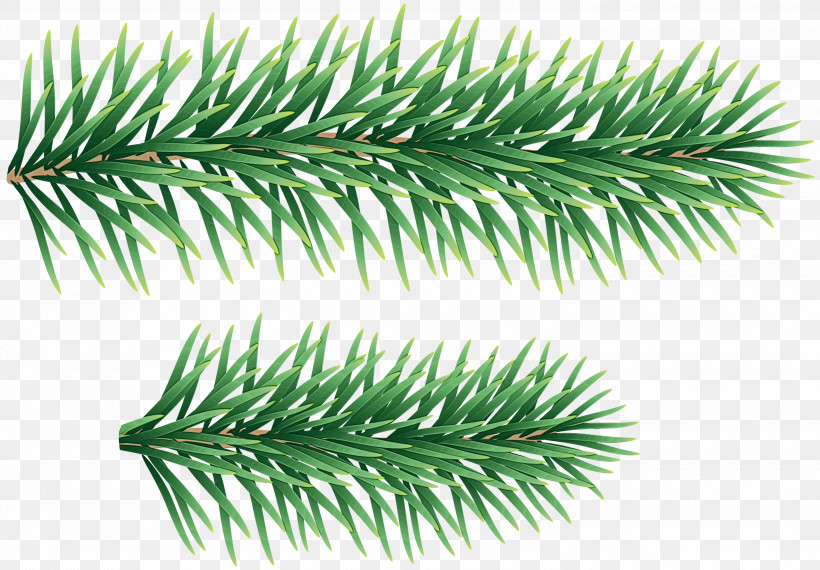 Shortleaf Black Spruce Columbian Spruce Balsam Fir Jack Pine Yellow Fir, PNG, 3000x2089px, Watercolor, Balsam Fir, Colorado Spruce, Columbian Spruce, Jack Pine Download Free