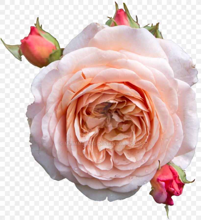 Centifolia Roses Pink Flower Pastel Drawing, PNG, 854x936px, Centifolia Roses, Art, Cut Flowers, Drawing, English Rose Download Free