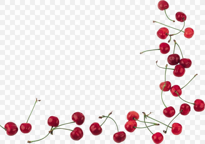 Cherry Cerasus Clip Art, PNG, 4832x3399px, Cherry, Branch, Cerasus, Flowering Plant, Food Download Free