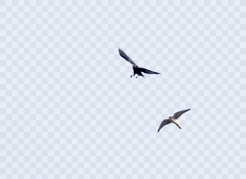 Flight Bird Migration Sky Eagle, PNG, 900x655px, Flight, Accipitriformes, Animal Migration, Beak, Bird Download Free