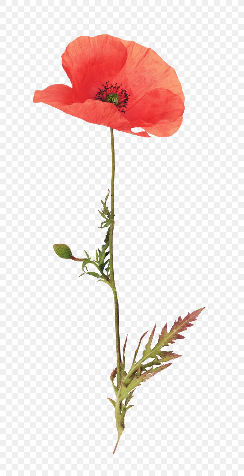 Blooming bright red poppy flowers with stem Vector Image