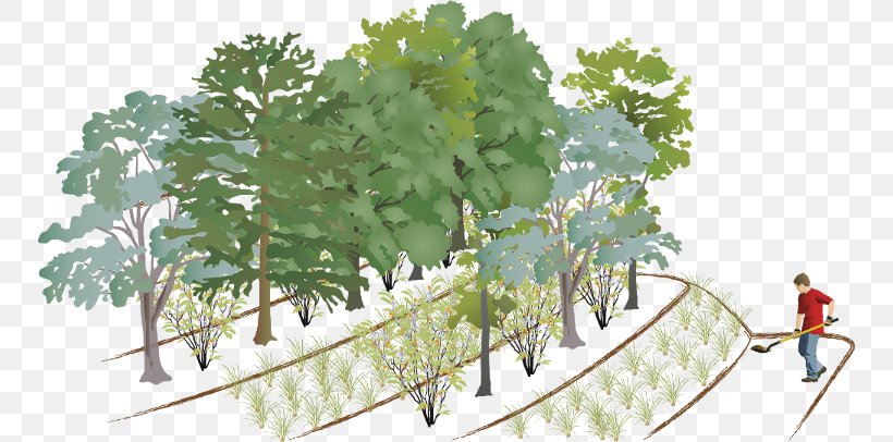 Forest Calendar Tree Leaf, PNG, 750x406px, Forest, Branch, Calendar, Carpet, Flowering Plant Download Free