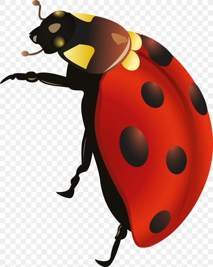 Insect Lady Bird Clip Art, PNG, 956x1200px, Insect, Beetle, Invertebrate, Lady Bird, Ladybird Download Free