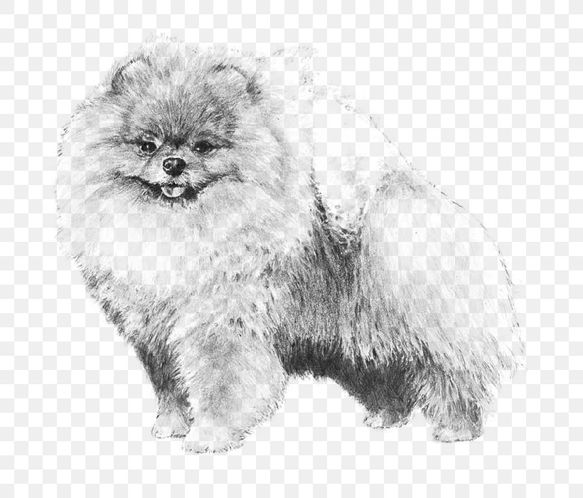 Pomeranian Puppy Dachshund Shih Tzu Golden Retriever, PNG, 700x700px, Pomeranian, American Kennel Club, Ancient Dog Breeds, Artwork, Black And White Download Free
