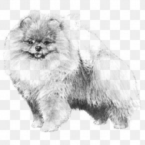 Puppy - Pomeranian Puppy Dachshund Shih Tzu Golden Retriever PNG