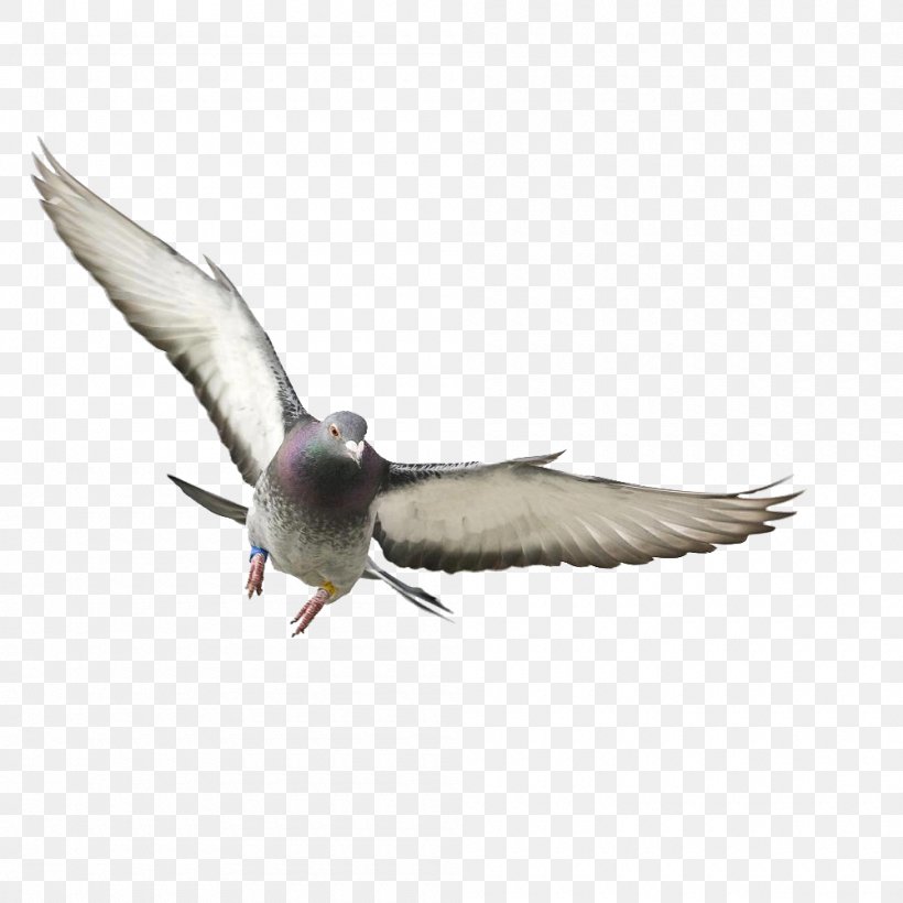 Rock Dove Bird Columbidae Flight Wing, PNG, 1000x1000px, Rock Dove, Beak, Bird, Bird Flight, Charadriiformes Download Free