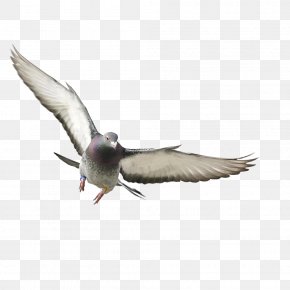Pigeon - Rock Dove Bird Columbidae Flight Wing PNG