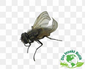 Brachycera Common Fruit Fly Fruit Flies Pterygota Reptile PNG