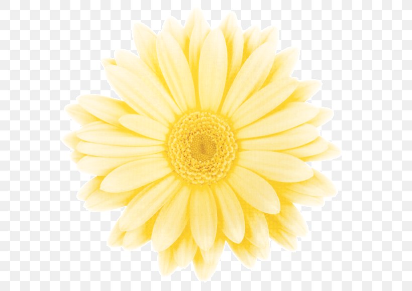 Common Daisy Chrysanthemum Transvaal Daisy Dahlia Oxeye Daisy, PNG, 590x580px, Common Daisy, Chrysanthemum, Chrysanths, Closeup, Cut Flowers Download Free