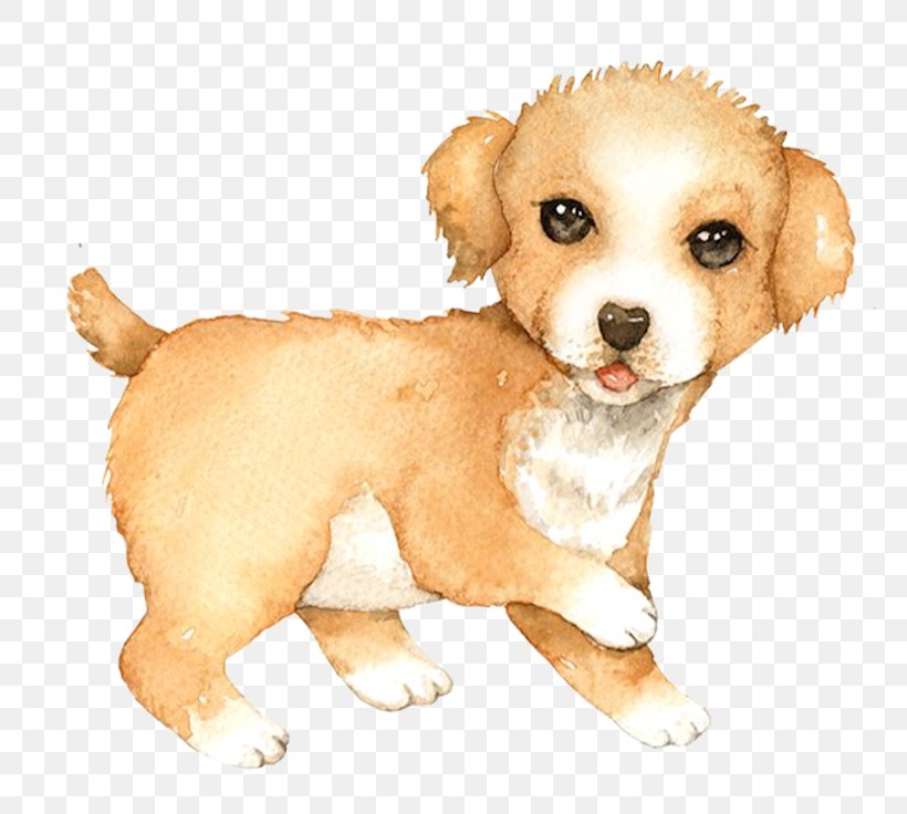 Dog Breed Puppy Golden Retriever Cat Dachshund, PNG, 800x736px, Dog Breed, Border Collie, Breed, Carnivoran, Cat Download Free