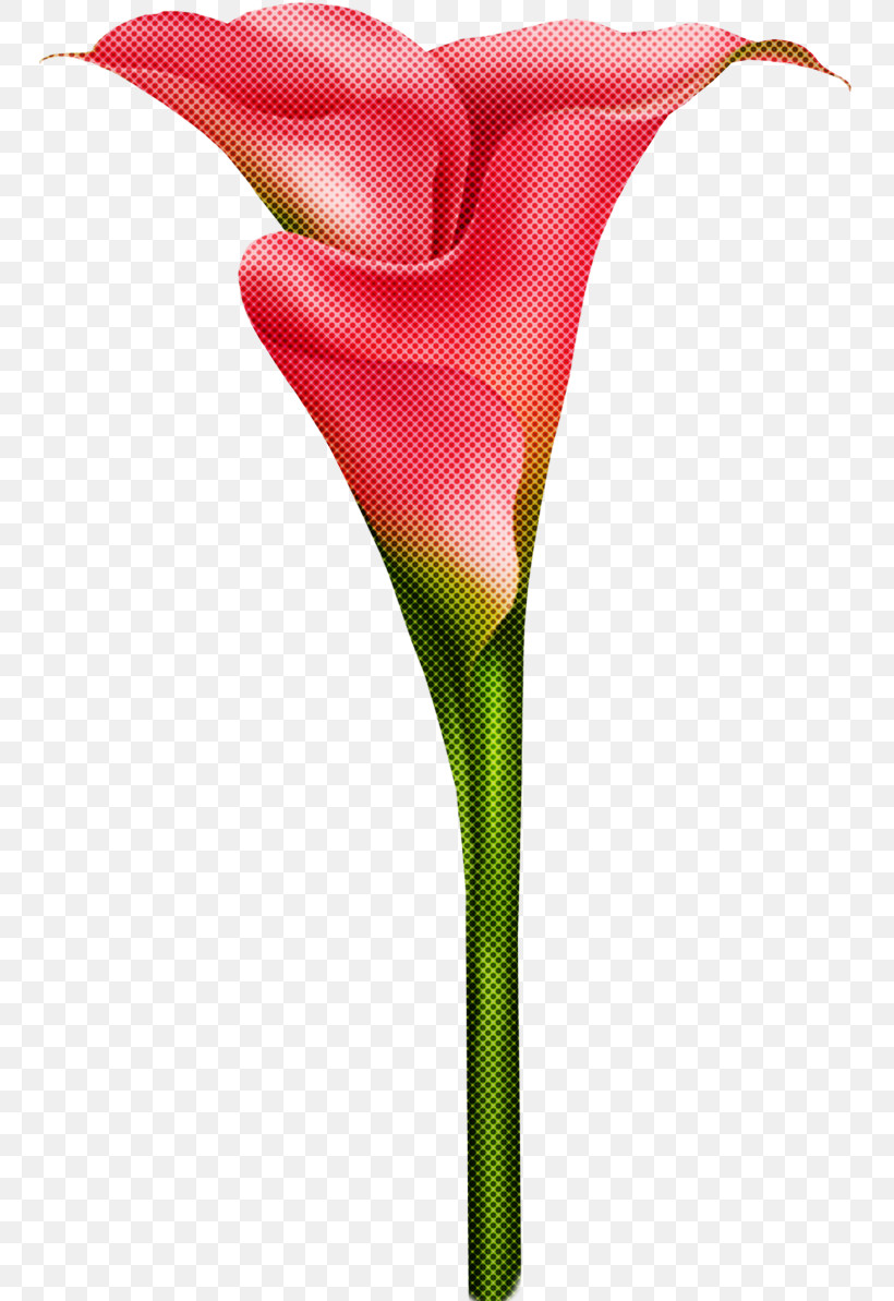 Flower Red Cut Flowers Plant Pink, PNG, 747x1193px, Flower, Alismatales, Anthurium, Arum, Arum Family Download Free