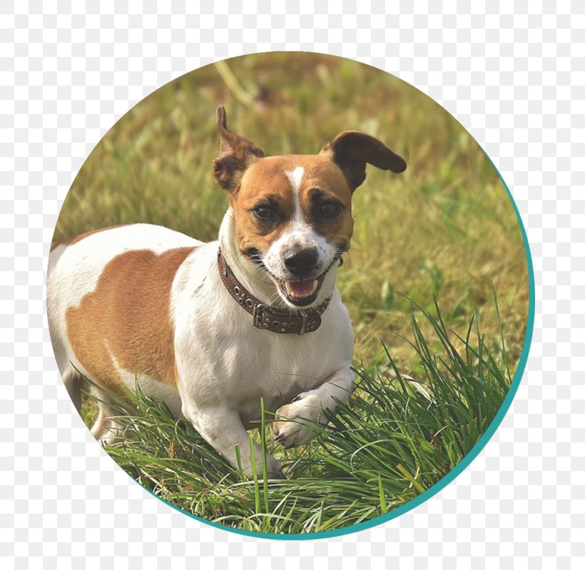 Jack Russell Terrier Parson Russell Terrier Puppy, PNG, 768x799px, Jack Russell Terrier, Animal, Breed, Carnivoran, Dog Download Free