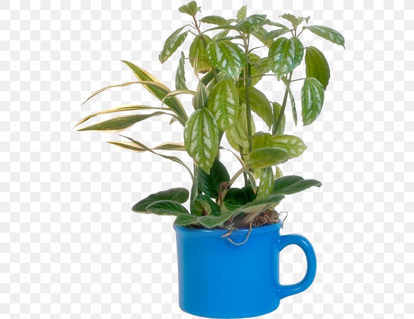 Leaf Flowerpot Houseplant Plant Stem Tree, PNG, 548x631px, Leaf, Flowerpot, Herb, Houseplant, Plant Download Free