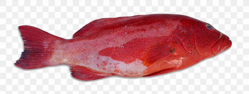 Pompano Red Coral Trout Grouper Fish, PNG, 3508x1330px, Pompano, Animal Source Foods, Carangidae, Cell, Coral Reef Fish Download Free