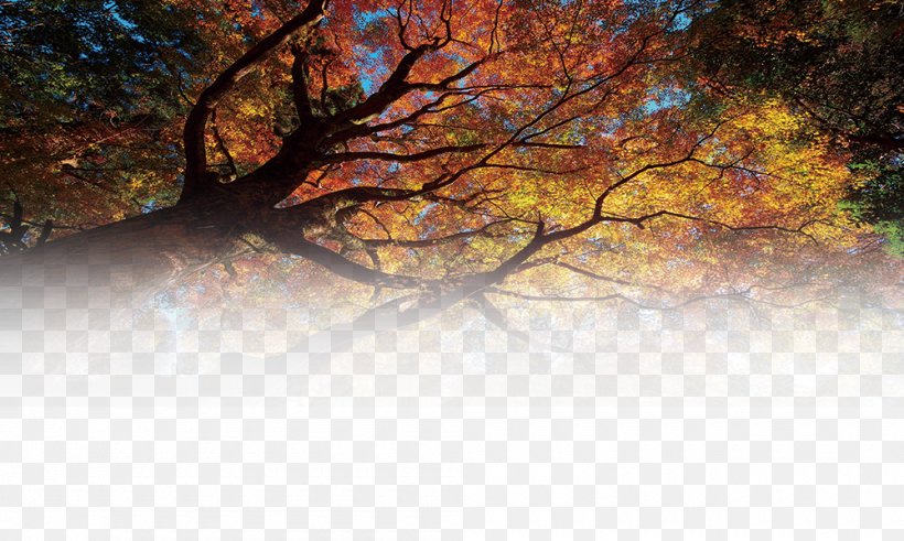 Tree Forest Matorral Wallpaper, PNG, 1000x600px, Tree, Autumn, Branch, Computer, Crown Download Free
