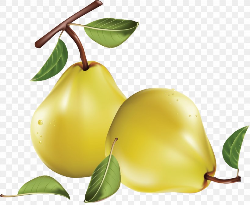 Asian Pear Clip Art, PNG, 3567x2929px, Fruit, Apple, Blog, Citrus, Food Download Free