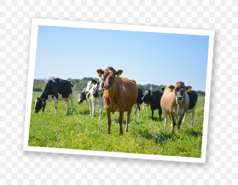 Dairy Cattle Milk Jersey Cattle Beef Cattle Farm, PNG, 1562x1221px, Dairy Cattle, Agriculture, Beef Cattle, Cattle, Cattle Like Mammal Download Free