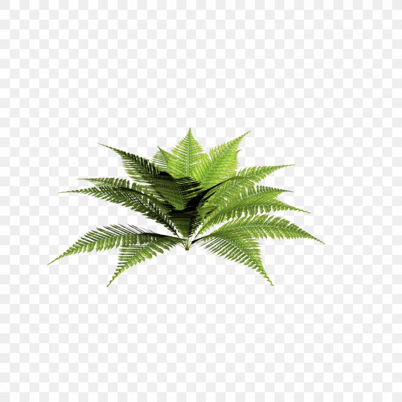 Plant Blechnum Discolor Dryopteris Filix-mas Fern, PNG, 1200x1200px, Plant, Blechnum, Blechnum Discolor, Burknar, Dryopteris Download Free