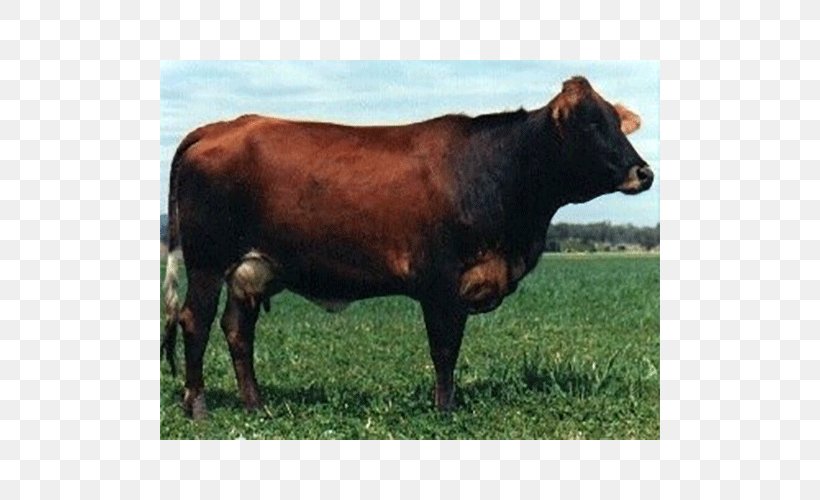 Sahiwal Cattle Holstein Friesian Cattle Jersey Cattle Ayrshire Cattle Guernsey Cattle, PNG, 500x500px, Sahiwal Cattle, Ayrshire Cattle, Breed, Brown Swiss Cattle, Bull Download Free