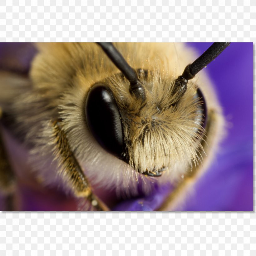 Honey Bee Close-up Snout, PNG, 875x875px, Honey Bee, Arthropod, Bee, Close Up, Closeup Download Free