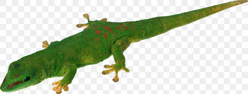 Lizard Common Iguanas Reptile, PNG, 3163x1208px, Lizard, Amphibian, Animal Figure, Cut Copy And Paste, Digital Image Download Free