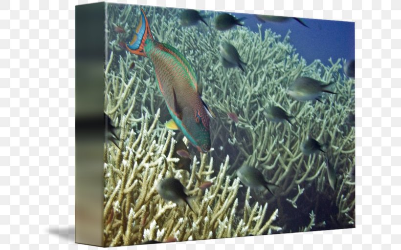 Stony Corals Coral Reef Fish Ecosystem Marine Biology, PNG, 650x512px, Stony Corals, Aquarium, Biology, Coral, Coral Reef Download Free