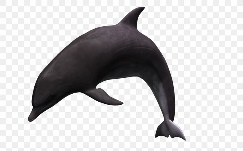 White-beaked Dolphin Tucuxi Animal 3D Computer Graphics, PNG, 1024x639px, 3d Computer Graphics, Whitebeaked Dolphin, Animal, Animation, Cartoon Download Free