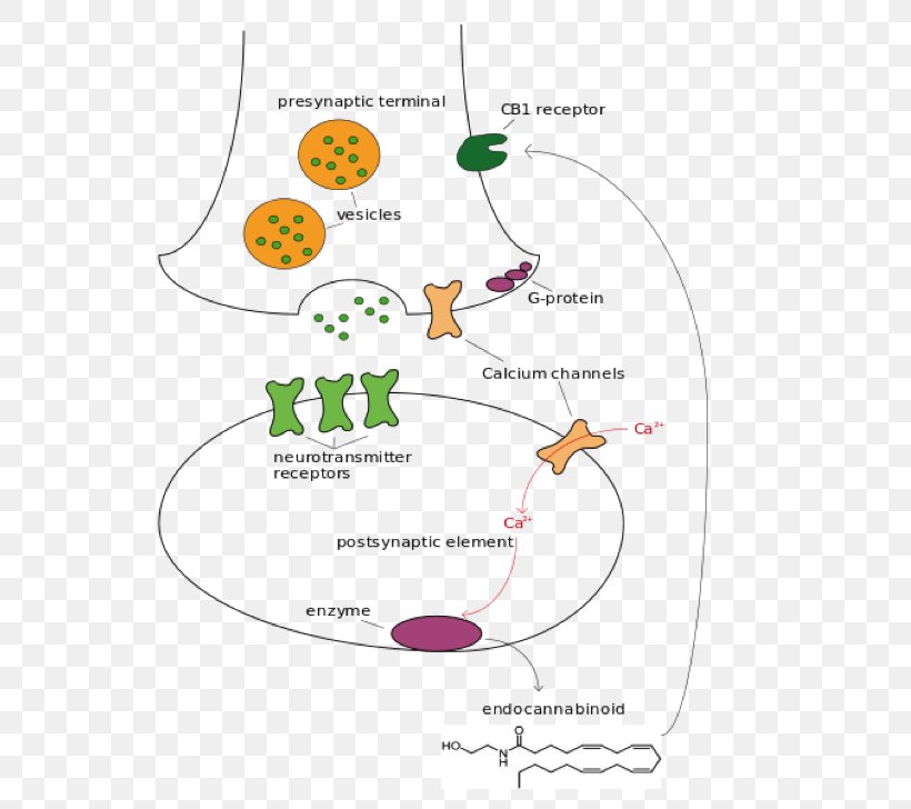 Cannabinoid Receptor Endocannabinoid System Cannabidiol, PNG, 582x728px, Watercolor, Cartoon, Flower, Frame, Heart Download Free