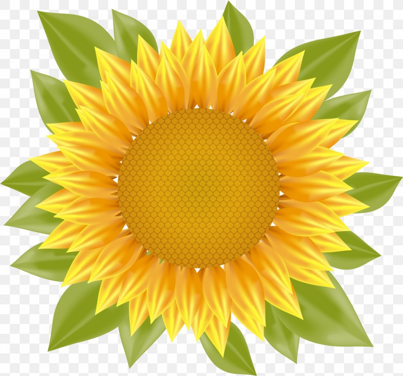 Common Sunflower, PNG, 1711x1600px, Common Sunflower, Daisy Family, Flower, Flowering Plant, Petal Download Free