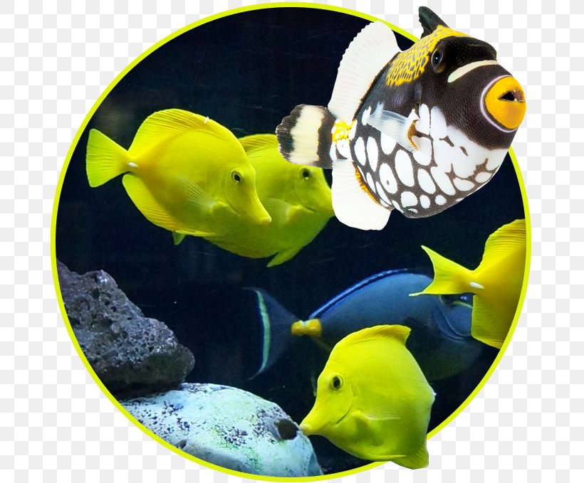 Coral Reef Fish Aquarium Marine Biology Saltwater Fish, PNG, 679x679px, Fish, Aquarium, Aquariums, Beak, Coral Download Free