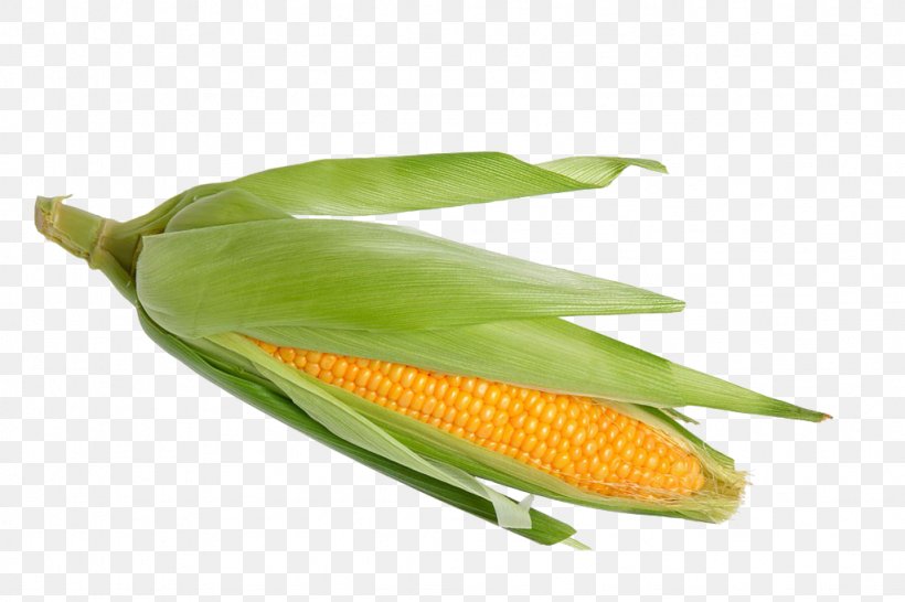 Corn On The Cob Waxy Corn Sweet Corn Stock Photography Corncob, PNG, 1024x683px, Corn On The Cob, Caryopsis, Commodity, Corn Husk Doll, Corncob Download Free