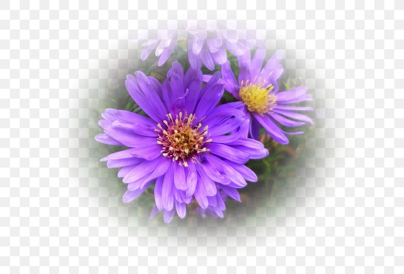 Daisy Family Aster Violet Lilac Purple, PNG, 664x556px, Daisy Family, Annual Plant, Aster, Chrysanthemum, Chrysanths Download Free