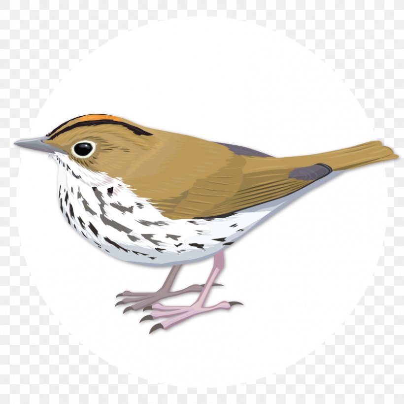 Finch Bird Oyster Bay Wren Sparrow, PNG, 848x848px, Finch, American Sparrows, Beak, Bird, Birdwatching Download Free