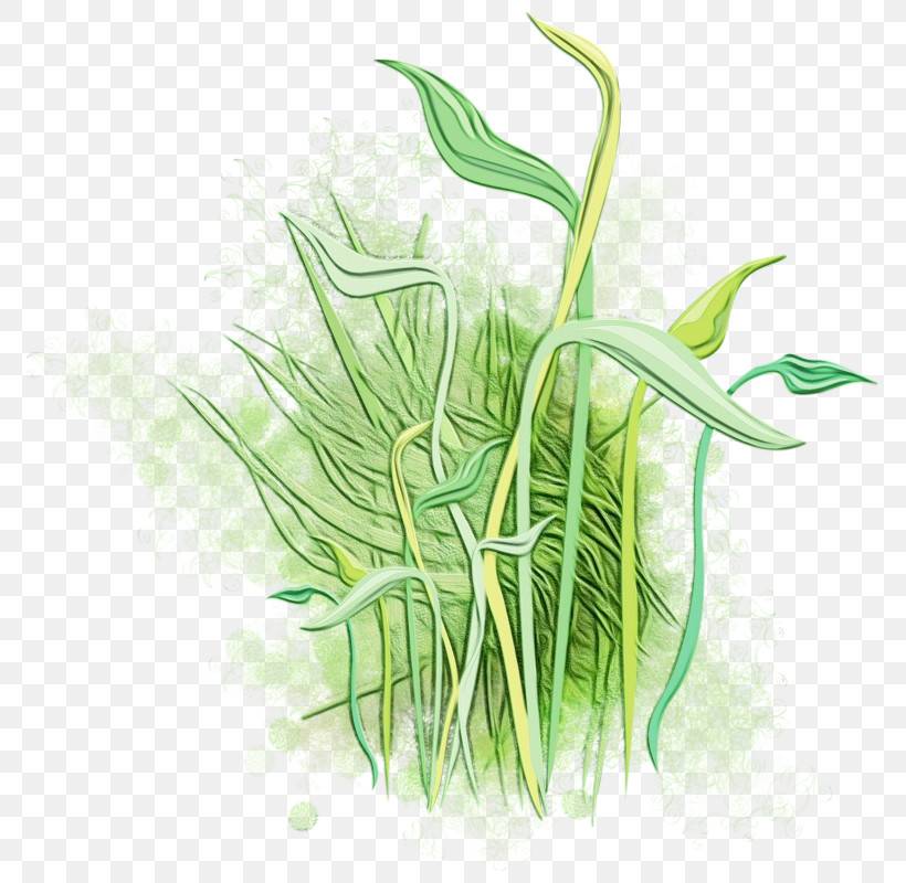 Grass Plant Grass Family Leaf Plant Stem, PNG, 793x800px, Watercolor, Chives, Flower, Grass, Grass Family Download Free