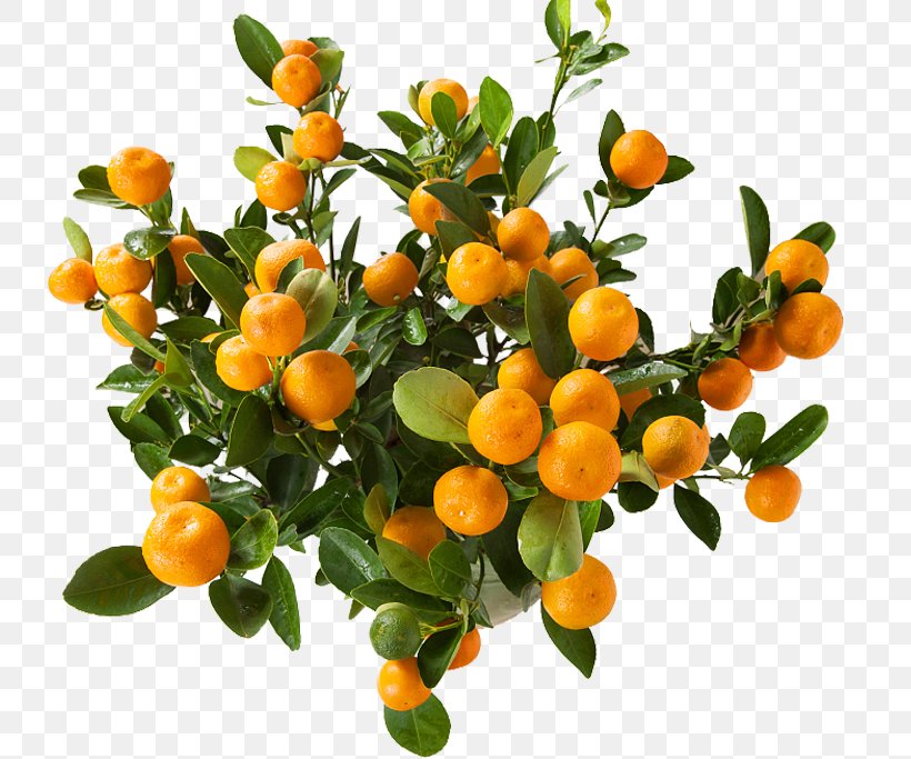 Juice Clementine Mandarin Orange Kumquat, PNG, 781x683px, Juice, Auglis, Calamondin, Citrus, Citrus Xd7 Sinensis Download Free