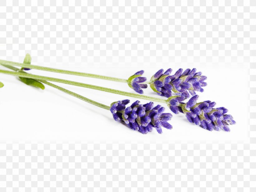 Lavender Lavander Field Stock Photography, PNG, 1000x750px, Lavender, Flower, Flowering Plant, Lavander Field, Photography Download Free