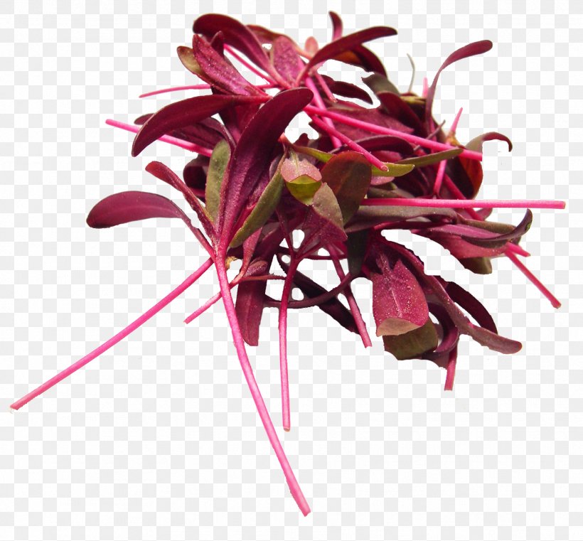 Microgreen Leaf Vegetable Seed Hydroponics Sprouting, PNG, 1772x1645px, Microgreen, Amaranth, Amaranthus Cruentus, Cabbage, Flower Download Free