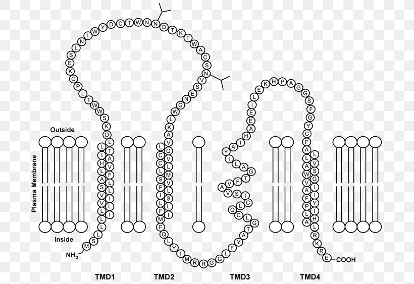 Necklace Material Chain Body Jewellery, PNG, 711x563px, Necklace, Black And White, Body Jewellery, Body Jewelry, Brand Download Free