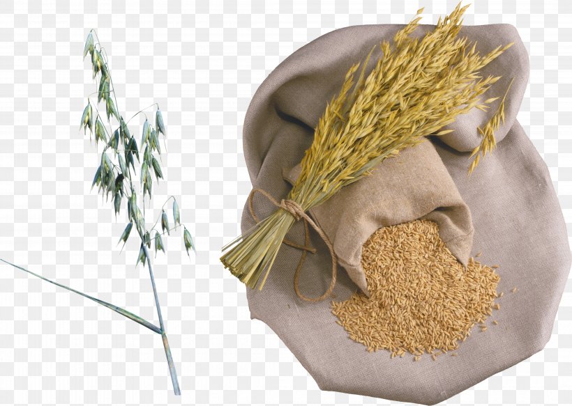 Rice Wheat Porridge Caryopsis Organic Food, PNG, 4270x3036px, Organic Food, Buckwheat, Commodity, Corn Sheller, Crop Download Free