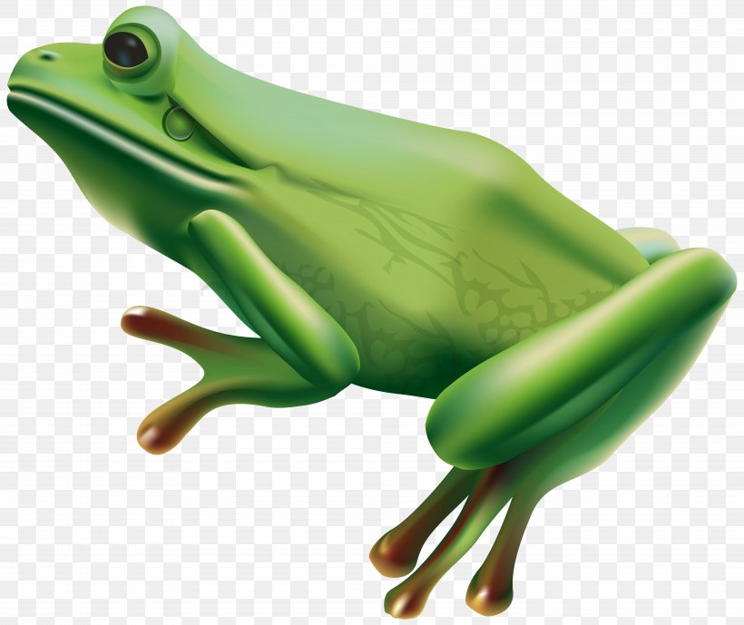 Tree Frog Clip Art, PNG, 8000x6731px, Frog, Amphibian, Channel, Lepidobatrachus Laevis, Lithobates Clamitans Download Free