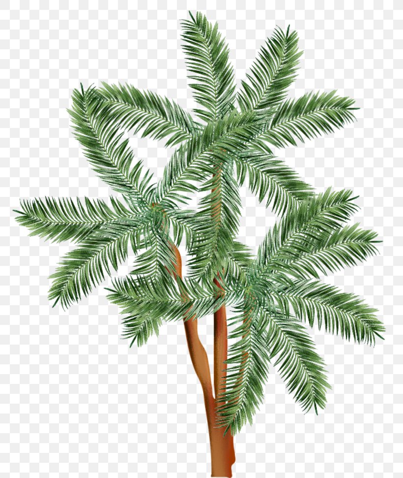 Burknar Plant Sword Fern Frond, PNG, 800x971px, Burknar, Arecales, Branch, Christmas Ornament, Conifer Download Free