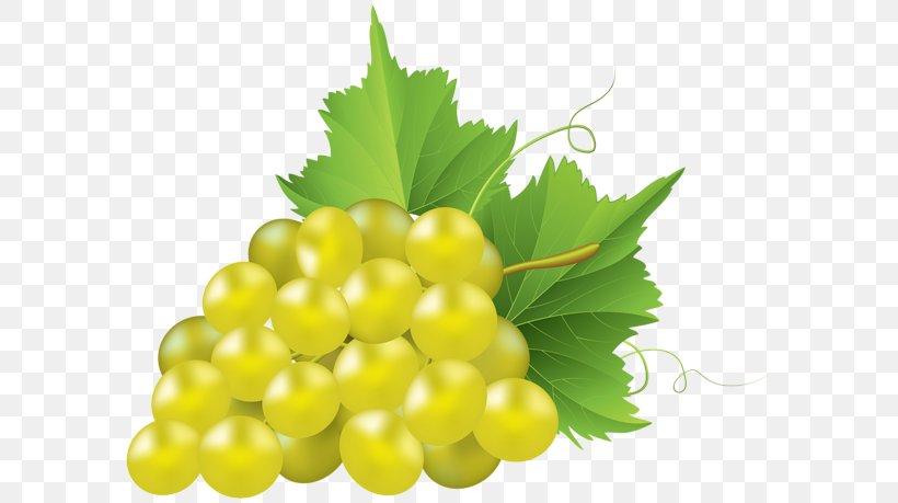 Common Grape Vine Concord Grape Clip Art, PNG, 600x459px, Common Grape Vine, Concord Grape, Food, Fruit, Grape Download Free