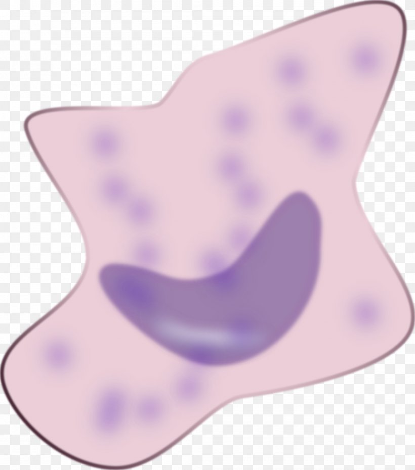 Macrophage Neutrophil Clip Art, PNG, 2115x2400px, Macrophage, Alveolar Macrophage, Basophil, Granulocyte, Immune System Download Free