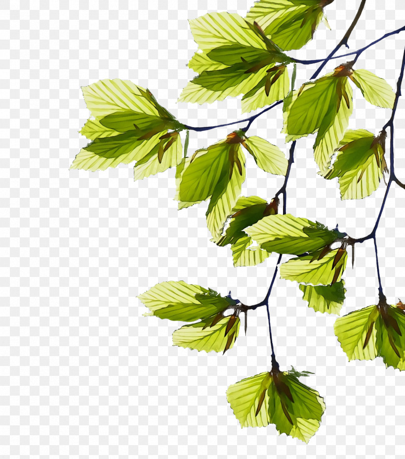 Plane, PNG, 1272x1440px, Spring, Beech, Branch, Flower, Herb Download Free