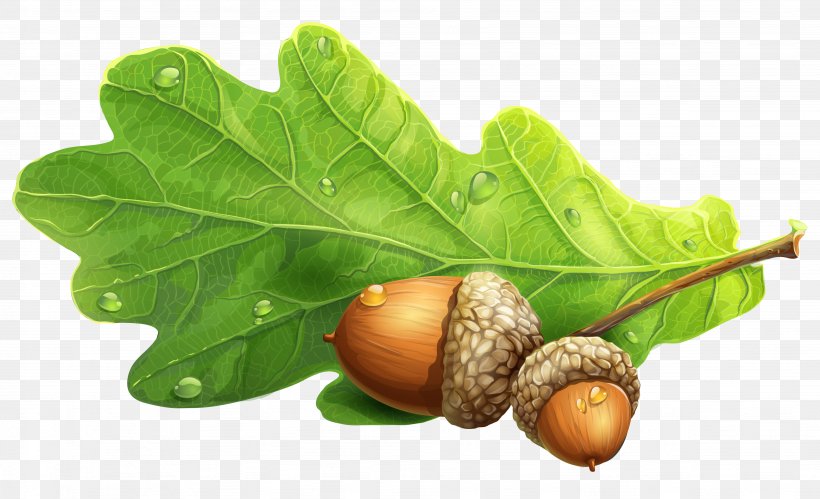 Clip Art Acorn Image Openclipart, PNG, 4104x2498px, Acorn, Drawing, Food, Fruit, Leaf Download Free