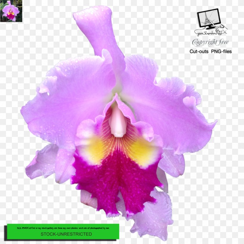 Crimson Cattleya Christmas Orchid Cattleya Percivaliana Dendrobium Moth Orchids, PNG, 894x894px, Crimson Cattleya, Cattleya, Cattleya Labiata, Cattleya Orchids, Cattleya Percivaliana Download Free